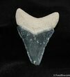/ Inch Bone Valley Megalodon Tooth #543-1